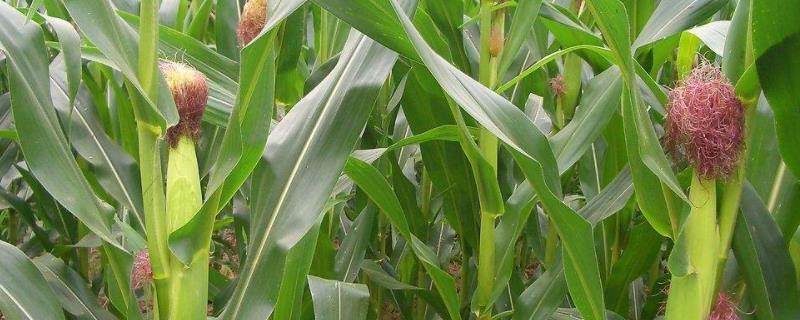 敦研351玉米种子特点，中抗茎腐病