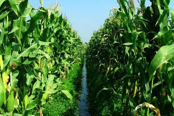敦研351玉米种子特点,中抗茎腐病