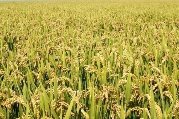 之两优6号水稻品种的特性，秧田播种量每亩15.0千克