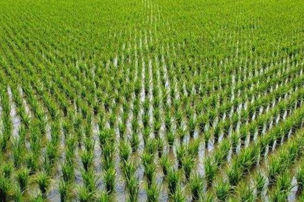 广泰优406水稻种子特点,每亩有效穗数18.7万穗