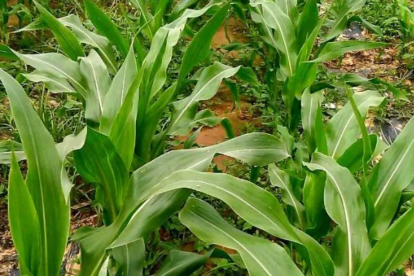 敦研351玉米种子特点,中抗茎腐病