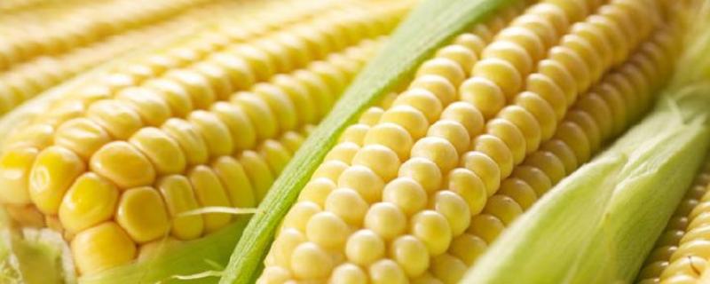 万鲜甜6939玉米种子特征特性，适宜播种期3月上旬至4月下旬