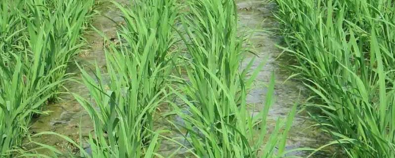 之两优6号水稻品种的特性，秧田播种量每亩15.0千克