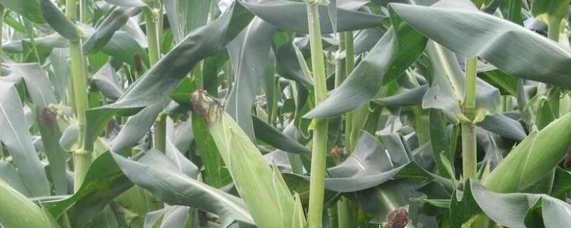 玉迪358玉米品种的特性，中抗南方锈病