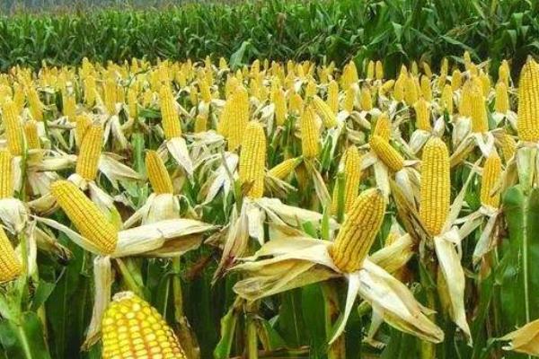 鲁单9226玉米种子特点，中抗茎腐病