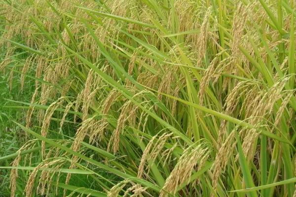 碗碗贡香1583水稻种子特征特性，一般4月下旬至5月下旬播种