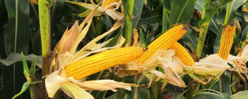 DG2216玉米种子介绍，密度5000株/亩左右