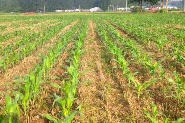 DG2216玉米种子介绍,密度5000株/亩左右