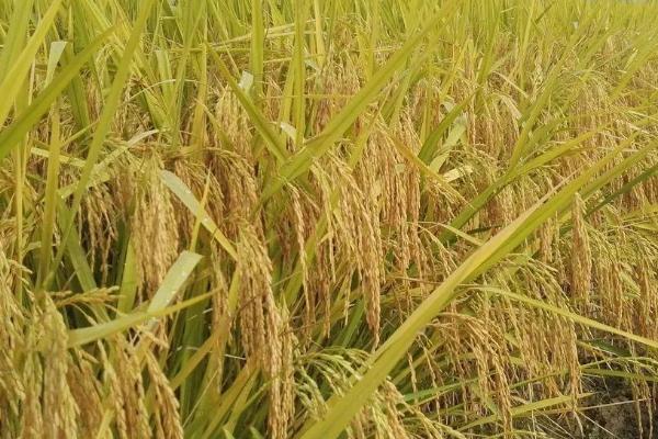 色香优粉丝水稻种子介绍，每亩有效穗数17.2万穗