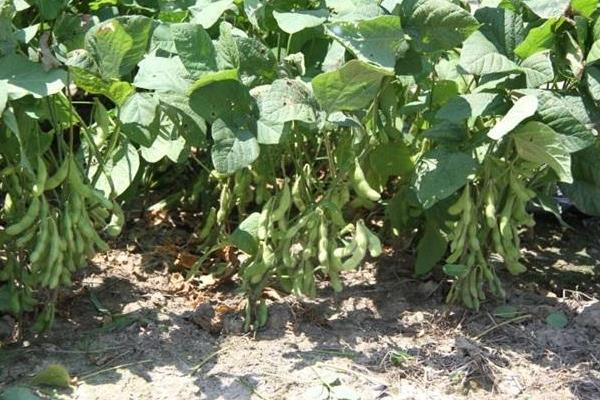 科豆37大豆种子介绍，种植密度