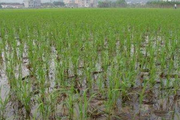 红糯优2号水稻品种简介，籼型三系杂交水稻品种