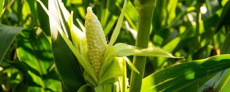玉龙2119玉米种子特点，适宜播种期4月下旬至5月中旬