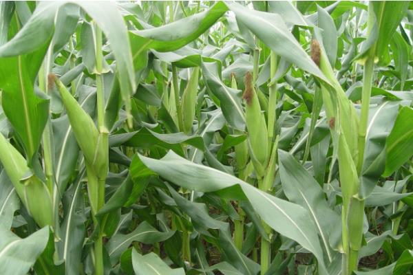 泽玉8911玉米种子特点,适宜播种期4月下旬至5月上旬