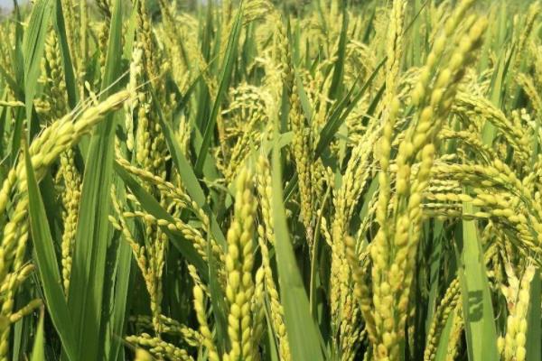 色香优粉丝水稻种子介绍，每亩有效穗数17.2万穗