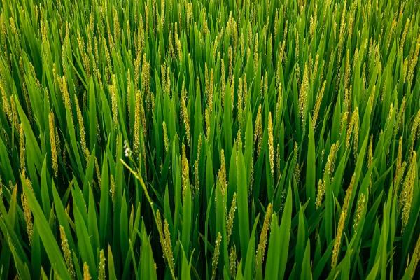 碗碗贡香1583水稻种子特征特性，一般4月下旬至5月下旬播种