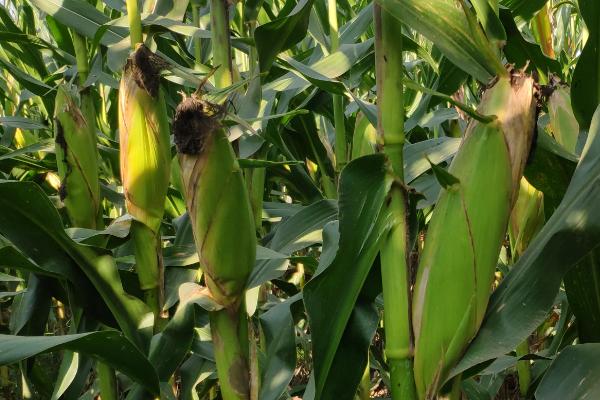泽玉8911玉米种子特点,适宜播种期4月下旬至5月上旬