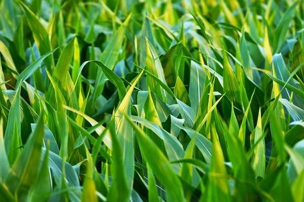 迪卡2189玉米种子特点，中抗茎腐病