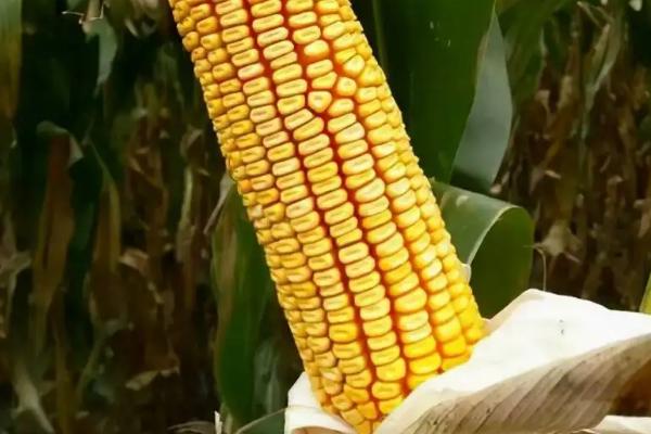 金糯2201玉米品种的特性,密度3500株/亩左右