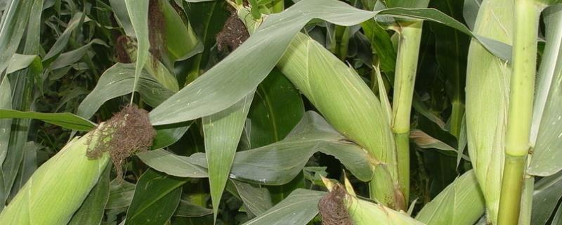 利禾568玉米种子介绍，注意防治茎腐病