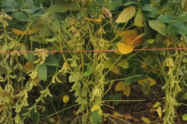 圣豆165大豆种子特点，中抗花叶病毒病7号株系