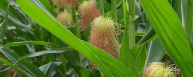 金糯2201玉米品种的特性，密度3500株/亩左右