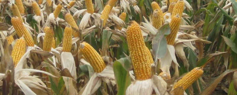华腾708玉米品种简介，注意防治大斑病