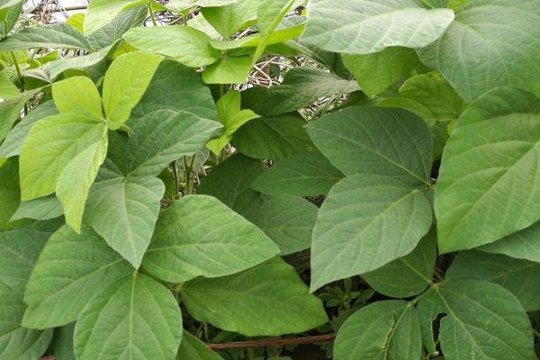 圣豆165大豆种子特点，中抗花叶病毒病7号株系