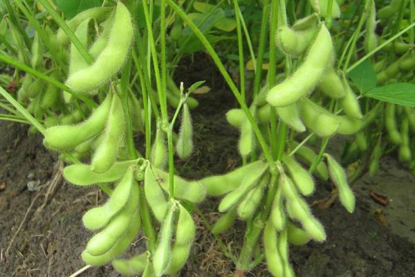 圣豆165大豆种子特点，中抗花叶病毒病7号株系
