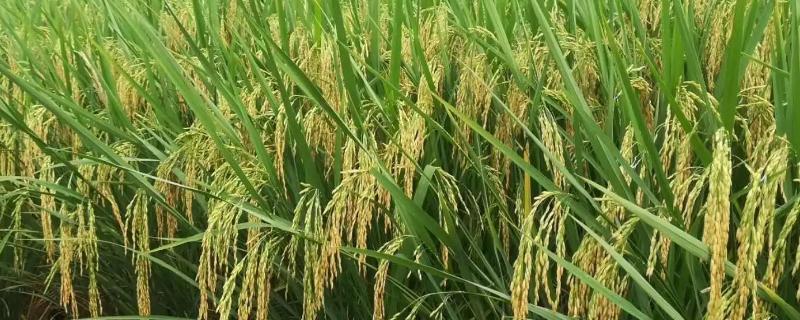 之两优1606水稻品种的特性，全生育期114.2天