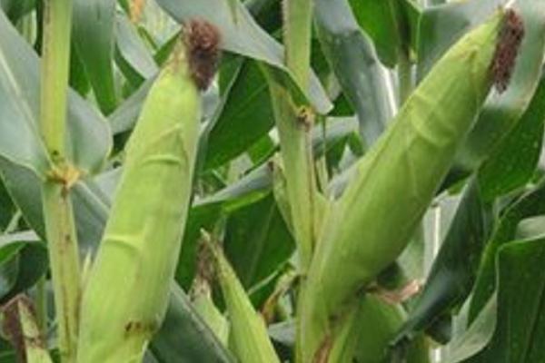 纵横651玉米种子简介,中抗茎腐病