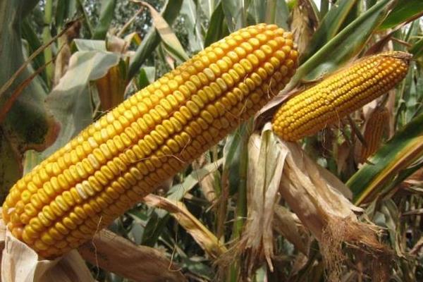 M2022玉米种子特征特性，注意防治大斑病