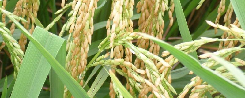徽香两优968水稻种子介绍，每亩插足基本苗8万以上