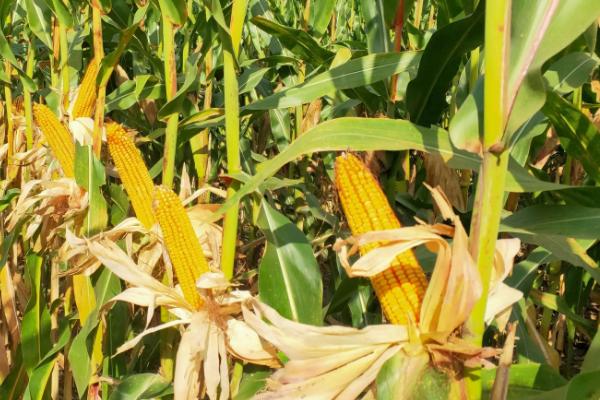 M2022玉米种子特征特性，注意防治大斑病