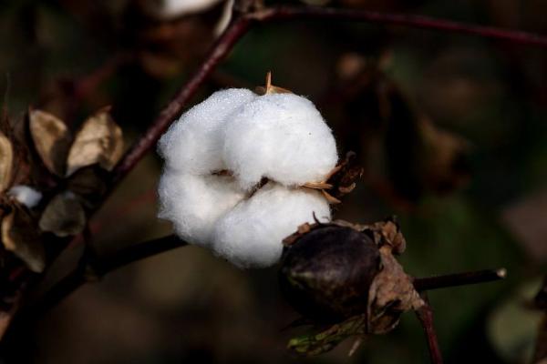 锦絮5号棉花品种简介，综合防治病虫害