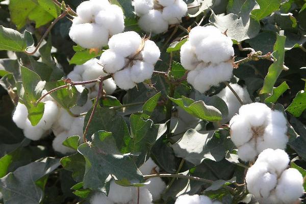 锦絮5号棉花品种简介，综合防治病虫害