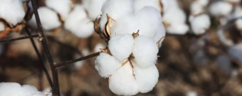 锦絮5号棉花品种简介，综合防治病虫害