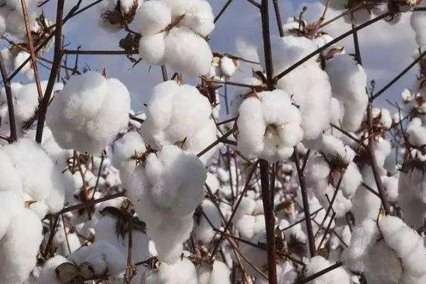 中彩105棉花种子介绍,高抗枯萎病