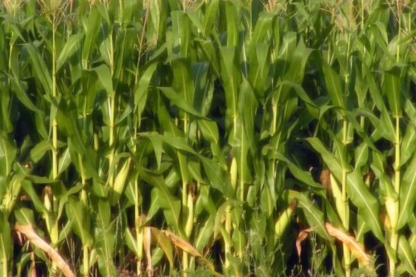 XL2021玉米种子特征特性,平均生育期95.5天