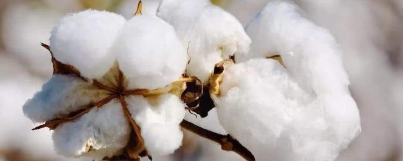 中彩105棉花种子介绍，高抗枯萎病