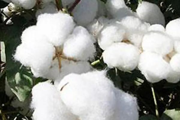 长丰21号棉花种子介绍，适播期为4月5—15日