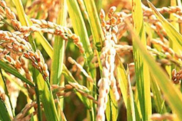 荃科优1802水稻品种的特性，每亩插足基本苗6万以上