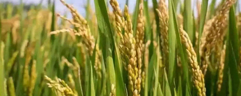 爽两优19香水稻种子介绍，秧田播种量每亩10.0千克