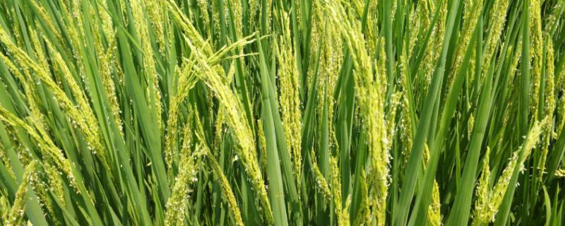 荃科优1802水稻品种的特性，每亩插足基本苗6万以上
